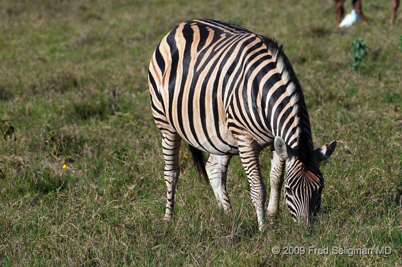 20090616_172932 D300 X1.jpg - Zebras, Selinda Spillway, Botswana